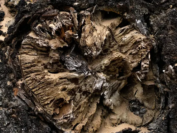 Siyah ağaç kabuğu dokusunu kapat