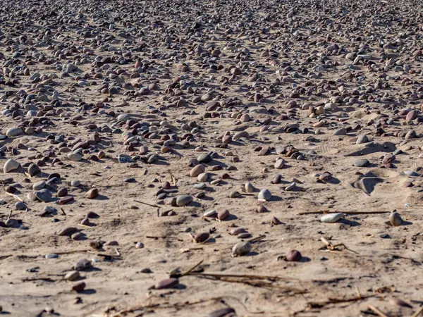 Kumsalda deniz kabukları