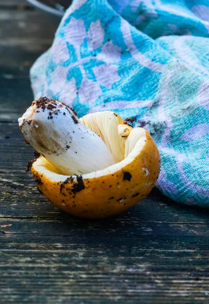 Ormandaki eski tahtalarda olgun sarı ve mavi mantarlar