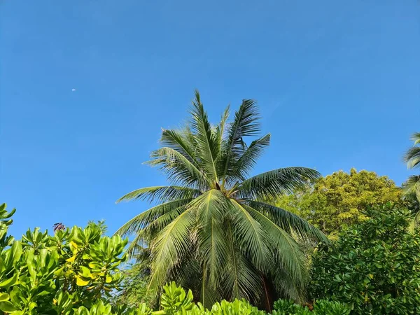 Palmeira Praia Céu Azul Maldivas Paraíso — Fotografia de Stock