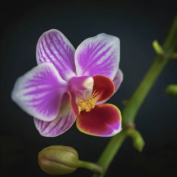 This image captures a dew-kissed purple orchid in sharp detail, highlighting the delicate water droplets against a stark, black backdrop.