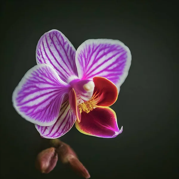 This image captures a dew-kissed purple orchid in sharp detail, highlighting the delicate water droplets against a stark, black backdrop.