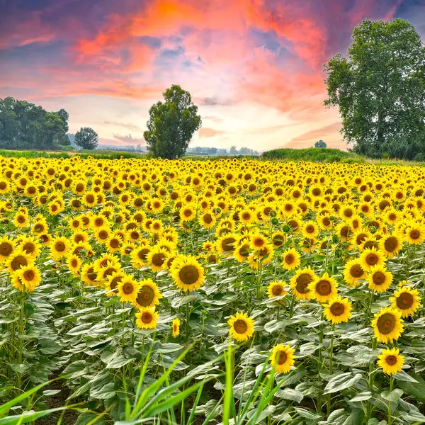Arka planda günbatımı olan ayçiçeği tarlası