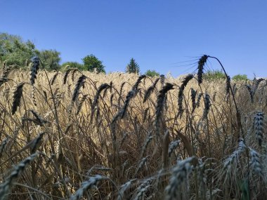 Kırsalda buğday tarlası