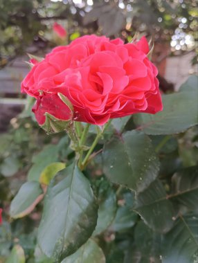 Bahçedeki kırmızı güller