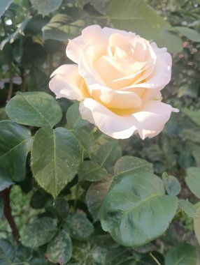 Bahçedeki güzel çiçekler