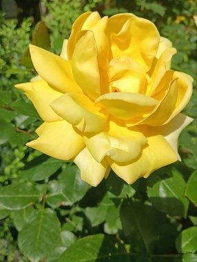 Bahçedeki sarı çiçek