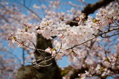 Pembe Sakura, Japonya 'nın en güzel çiçeği. Japonya 'daki ünlü Kiraz Çiçeği veya Hanami festivali..