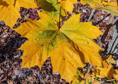 Autumn Maple Leaf, Gettysburg Ulusal Askeri Parkı, Pennsylvania ABD, Gettysburg, Pennsylvania