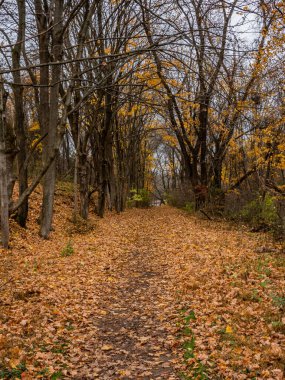 Yağmurlu bir Sonbahar Öğleden Sonra Eski Çiftlik Yolu, Codorus Eyalet Parkı, Pennsylvania, Hanover, Pennsylvania