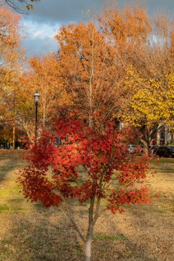 Richmond Virginia 'da Sonbahar Renkleri ABD, Richmond, Virginia