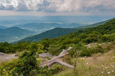 Vahşi çiçekler ve Driftwood, Shenandoah Ulusal Parkı Virginia, ABD