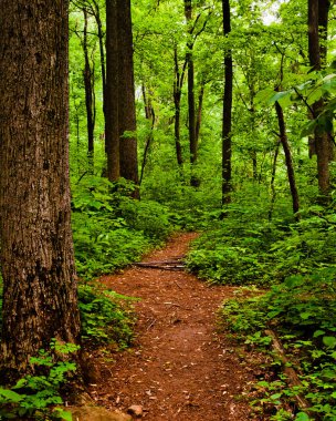 Ormanda Gentile Trail, Shenandoah Ulusal Parkı, Virginia ABD, Virginia