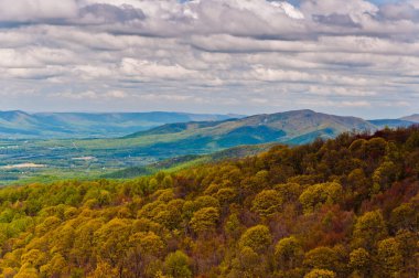 Its Springtime in Shenandoah National Park, Virginia USA, Virginia