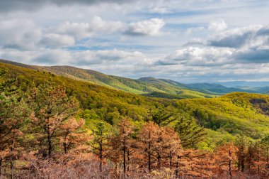 Hiking in the Appalachians on a Spring Afternoon, Virginia USA, Virginia