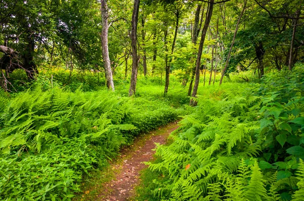 stock image Ferns and Wildflowers, Virginia USA, Virginia