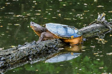 Spring Sun 'da Kaplumbağa Basking, York County Pennsylvania ABD, Pennsylvania