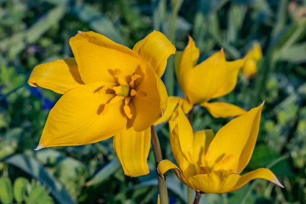 Wild Tulip Bloom Contea York Pennsylvania Stati Uniti America Pennsylvania — Foto Stock