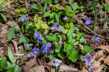 Baharın İlk Menekşeleri, Adams County Pennsylvania ABD, Pennsylvania