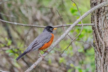 Amerikalı Robin Gettysburg Battlefield, Pennsylvania ABD, Gettysburg, Pennsylvania