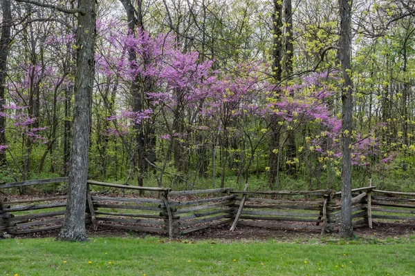 Redbud Blooms in Adams County Pennsylvania USA, Pennsylvania