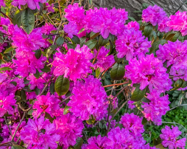 Rhododendron Blooms Spring Morning York Pennsylvania Usa Pennsylvania — Stock Photo, Image