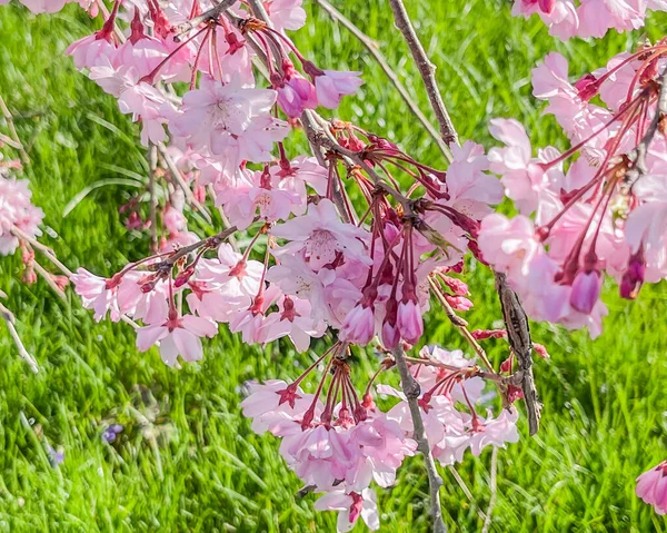Cherry Blossoms Spring Morning York County Pennsylvania Usa Pennsylvania — Stock Photo, Image