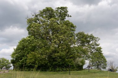 Arkadan gelen ağaçlar polisi, Gettysburg Pennsylvania ABD