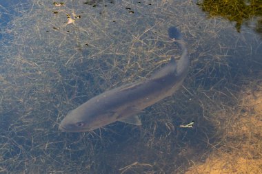 Balık Gün Işığının Tadını Çıkartıyor, York Eyaleti Pennsylvania ABD