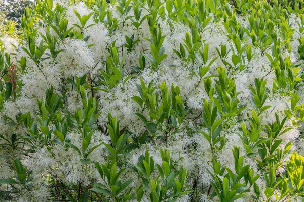 Green White Bir Bahar Sabahı York County Pennsylvania Usa — Stok fotoğraf