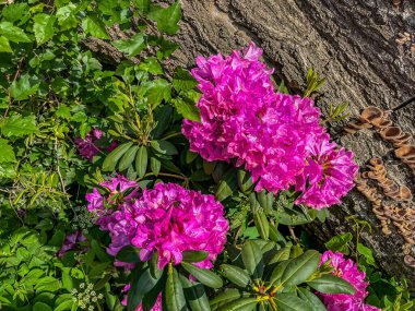 Ormanda Rhododendron Blooms, York County Pennsylvania ABD