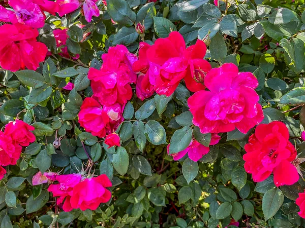Rote Rosen Morgengrauen York County Pennsylvania Usa — Stockfoto