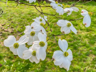 Dogwood bir bahar sabahı çiçek açtı, York County Pennsylvania ABD