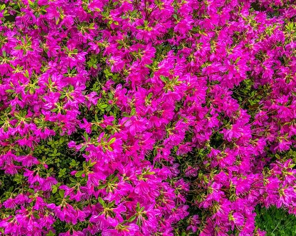 Azaleas Bloom Beautiful Spring Morning York County Pennsylvania Usa — Stock Photo, Image