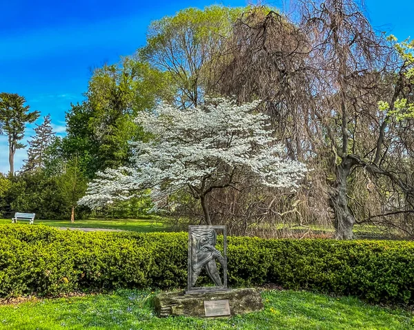 Dogwood Tree Bloom Besutiful Spring Morning York County Pennsylvania Usa — Stock Photo, Image