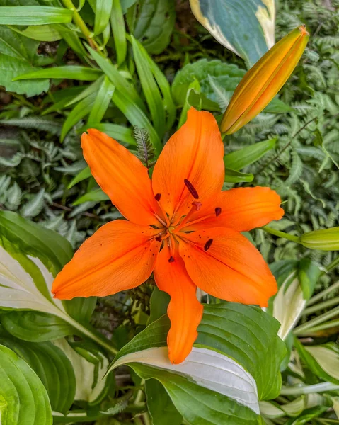 Bir Bahar Sabahı Bloom Parlak Turuncu Lily York County Pennsylvania — Stok fotoğraf