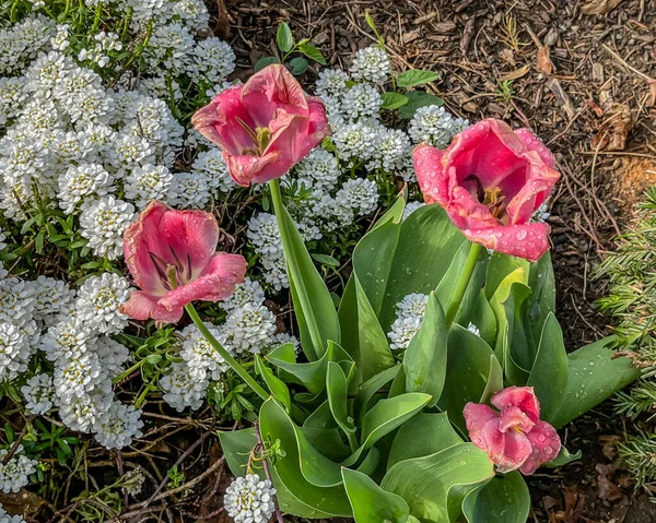 Tulip Blooms Morning Dew York County Pennsylvania Eua — Fotografia de Stock