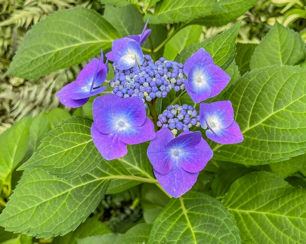 Purple Hydrangea Summer Sunshine York County Pennsylvania Usa — Stock Photo, Image