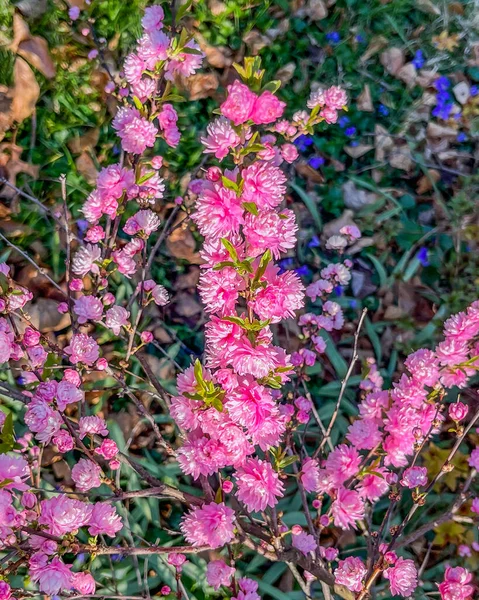 Virágzó Szilva Egy Tavaszi Reggelen York County Pennsylvania Usa — Stock Fotó