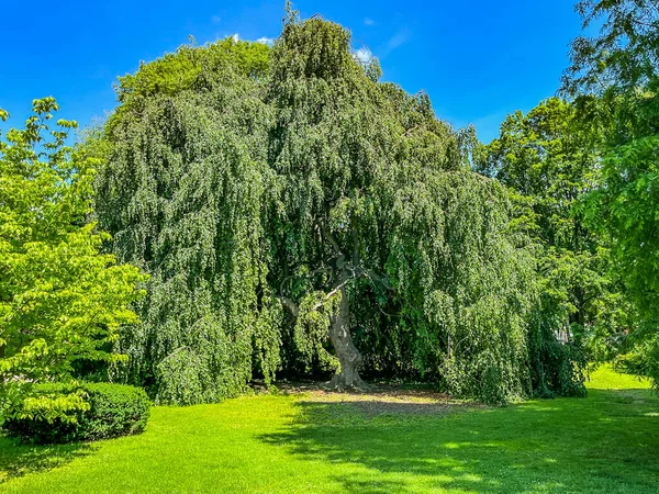 Majestic Weeping Beech Tree York City Pennsylvania Usa — Stock Photo, Image