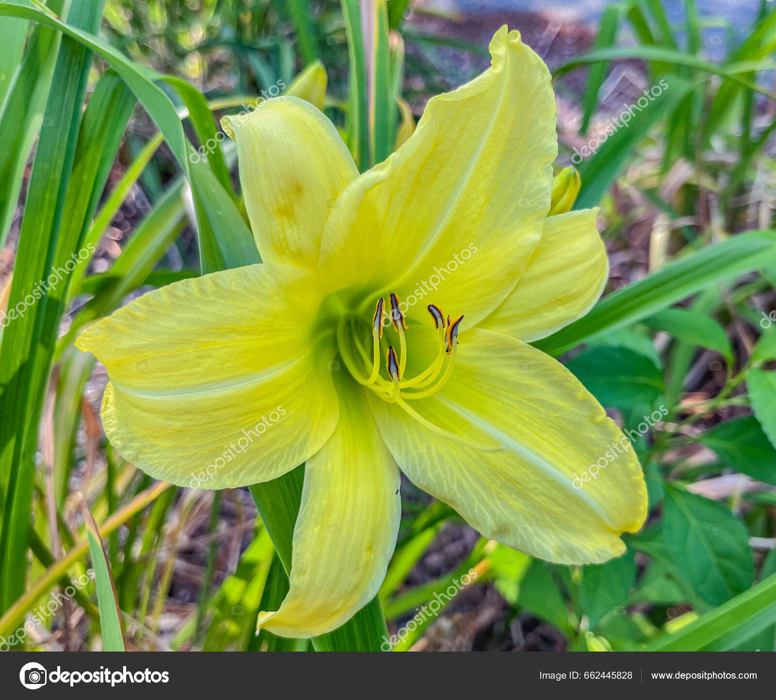 Yellow Daylily Bloom Early Summer York