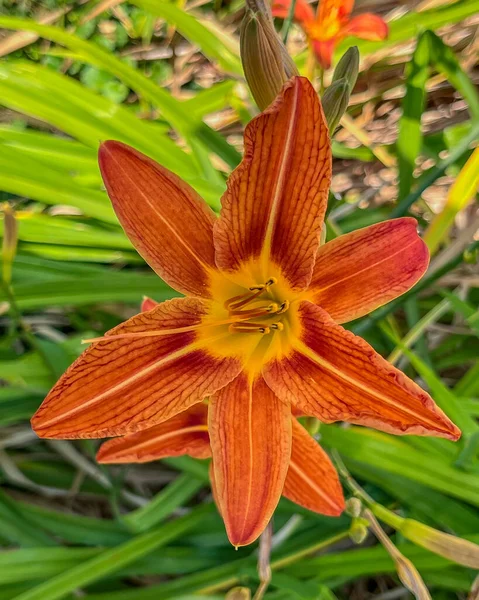 Single Orange Day Lily Flower in Early Summer, York County Pennsylvania USA