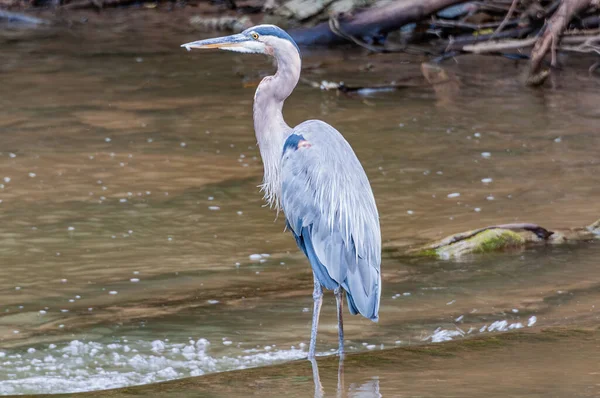 Great Blue Heron Antietam Creek Summer Day Maryland Egyesült Államok — Stock Fotó