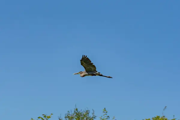 Great Blue Heron Flight Gettysburg Pennsylvania Usa — Stock Photo, Image