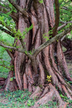 Redwood Ağacı Gövdesi, Pennsylvania ABD