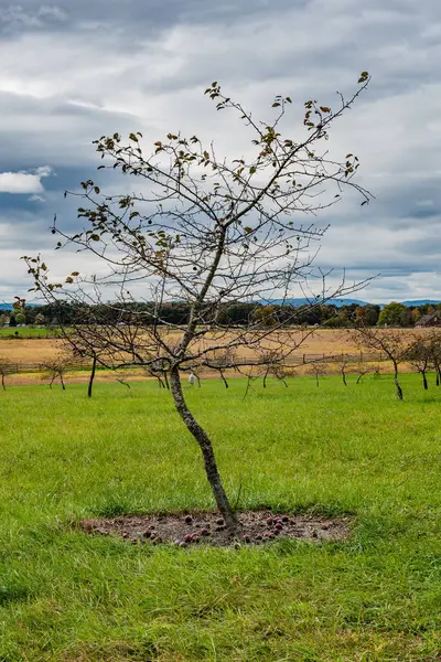 Apple Harvest Gettysburg Pennsylvania Usa — Stock Photo, Image