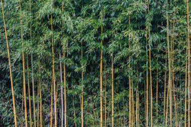 Yağmurlu Öğleden Sonra Bambu Ormanı, Monkton Maryland ABD