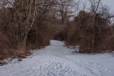 Karla kaplı bir patikada yürüyüş, Codorus Eyalet Parkı, Pennsylvania ABD