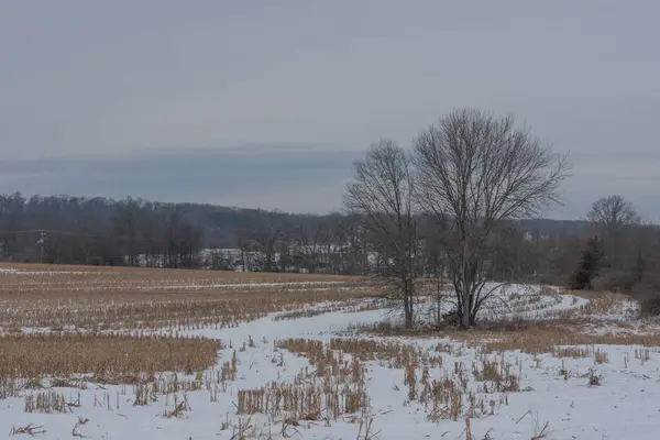 Cornfield Snowy January Afternoon Gettysburg Pennsylvania Usa — Stock Photo, Image