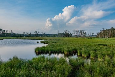 Blackwater Ulusal Vahşi Yaşam Sığınağı 'nda günbatımı, Maryland ABD